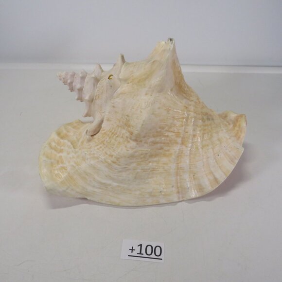 Large Real Conch Sea Shell 10" x 9.5" wide 6.5" tall - Picture 7 of 8
